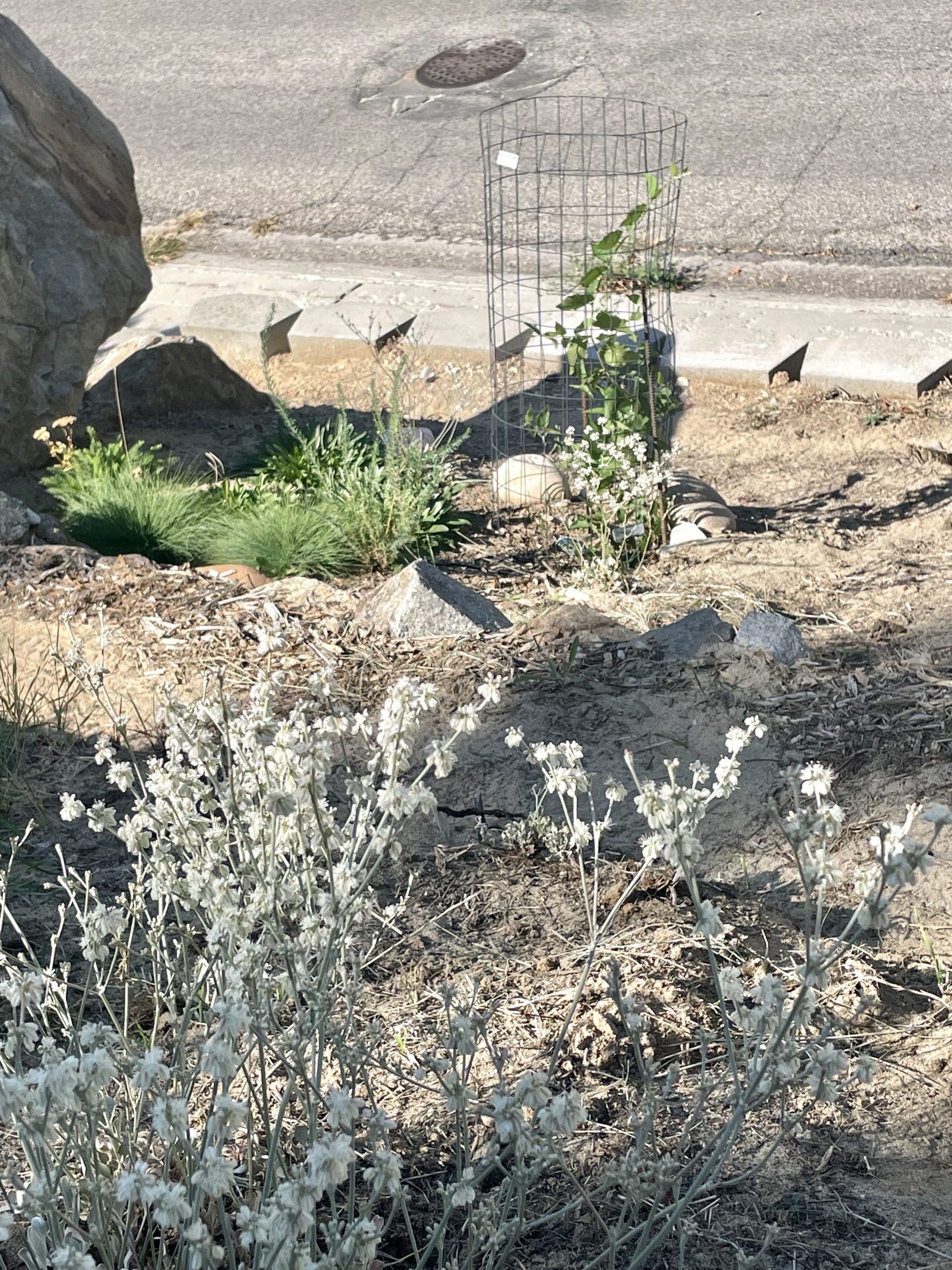 Strict Buckwheat Entryway garden 2