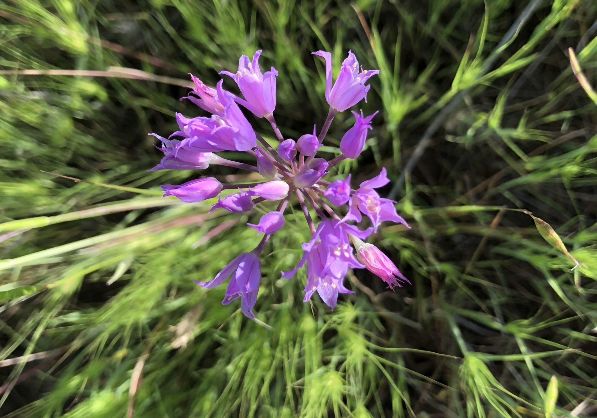 Aase's Onion flower